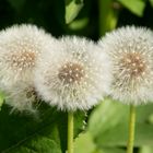 Pusteblumen / Mittwochsblümchen