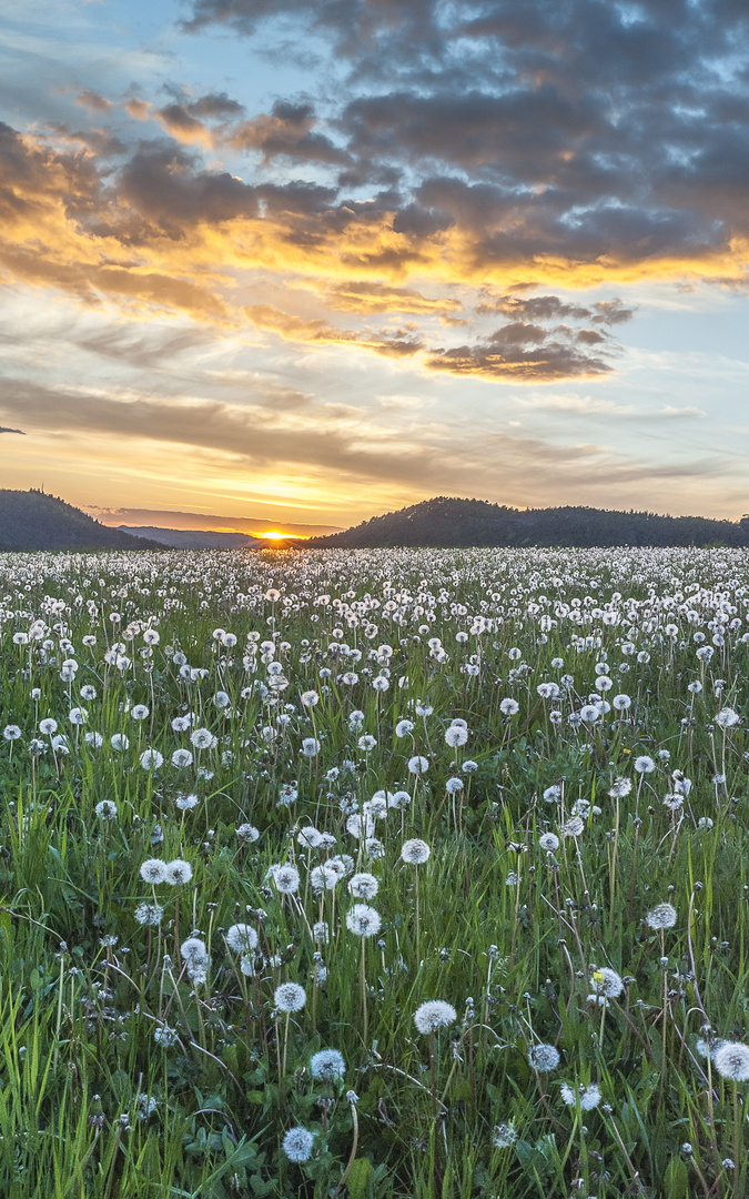 Pusteblumen oder Löwenzahn