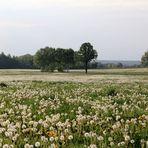 Pusteblumen ohne Ende