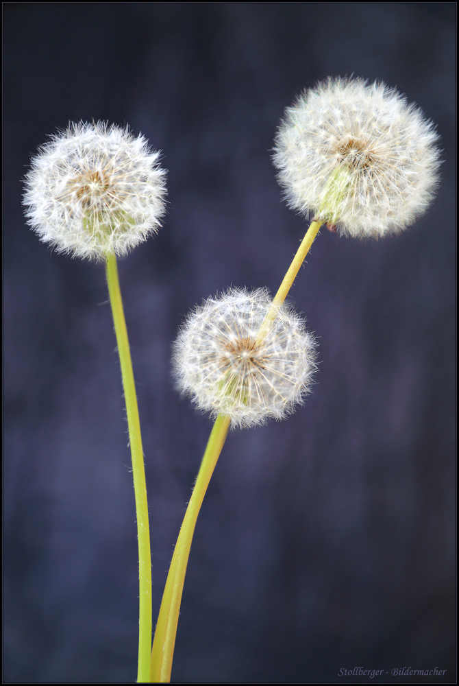 Pusteblumen-Portrait