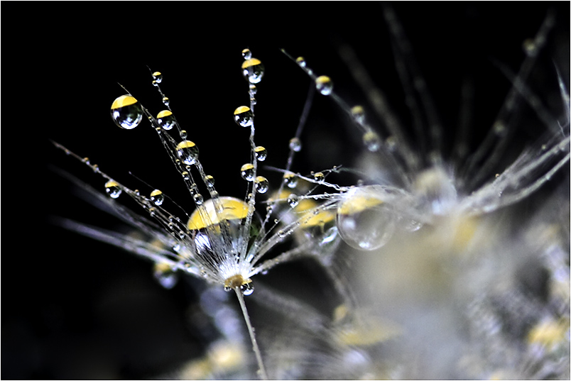 Pusteblumen-Samen mit Wassertropfen