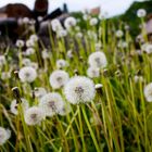 Pusteblumen sind zum Pusten da