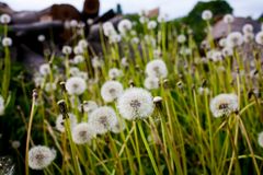 Pusteblumen sind zum Pusten da