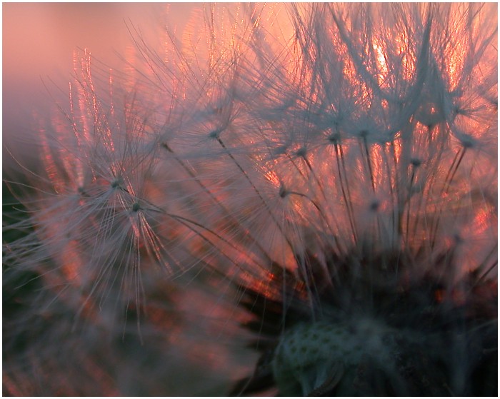 Pusteblumen-Sonnenuntergang