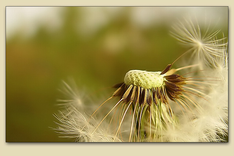 Pusteblumen und kein Ende......