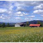 Pusteblumen und Schäfchenwolken