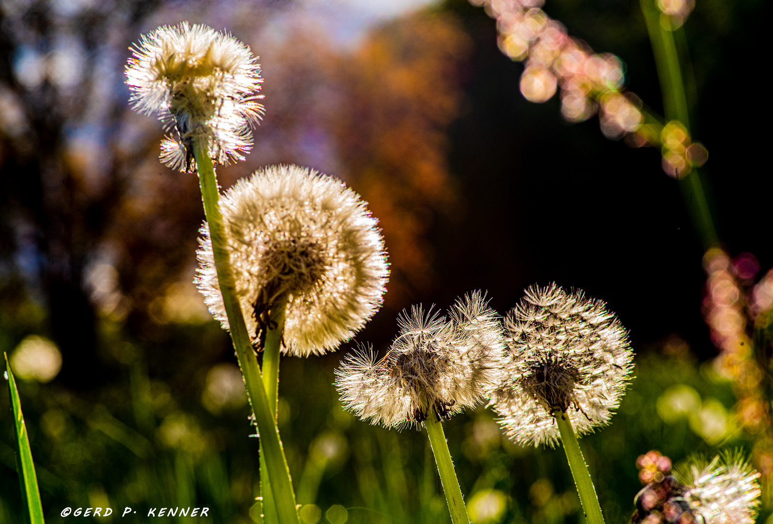 Pusteblumen Variationen