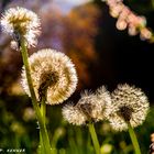 Pusteblumen Variationen