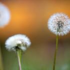 Pusteblumen verblüht