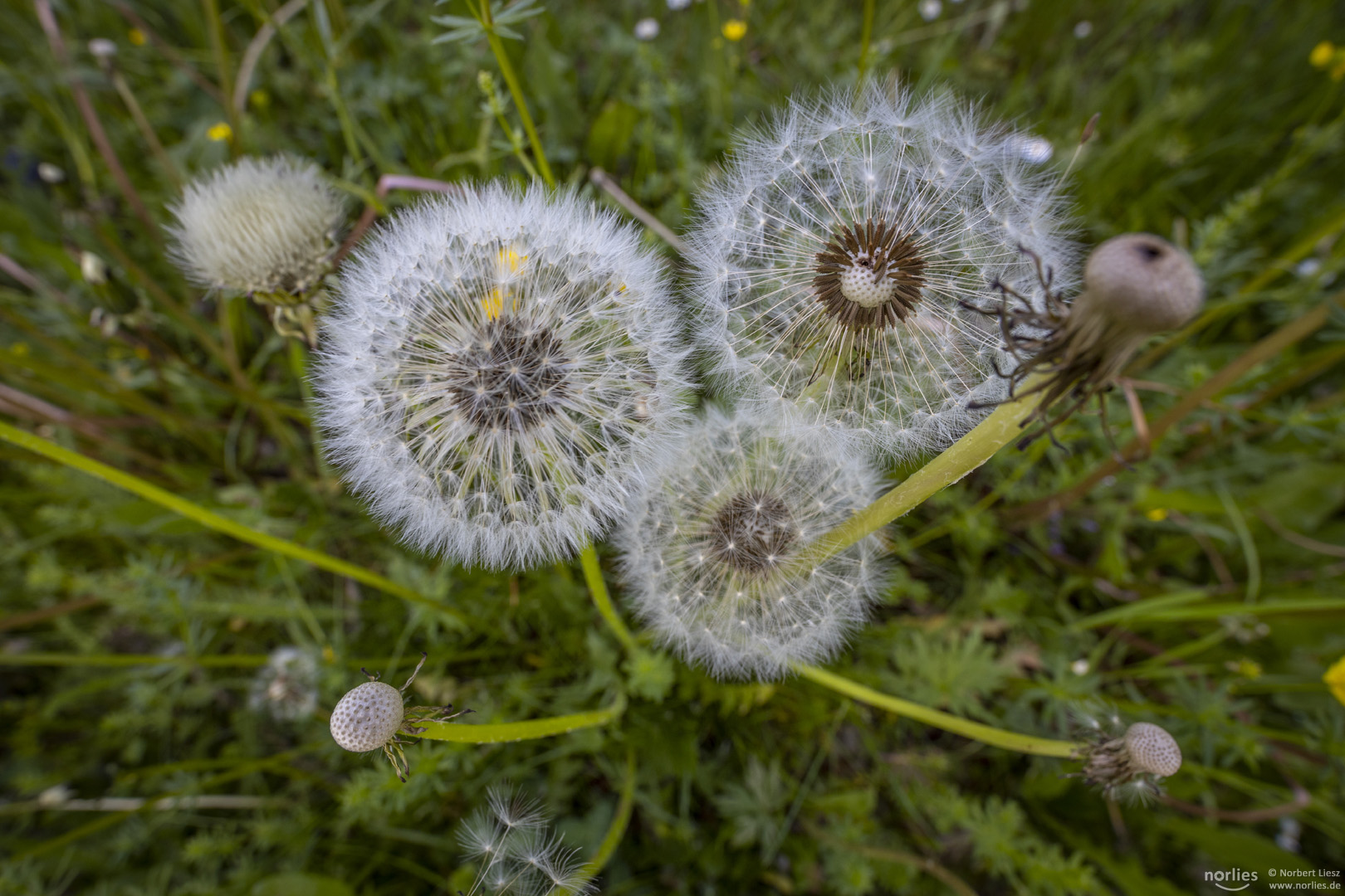 Pusteblumen von oben