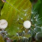 Pusteblumen vor dem Buchenblatt