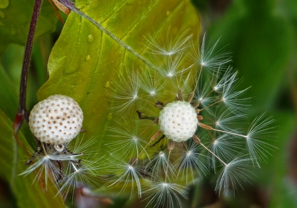 Pusteblumen vor dem Buchenblatt