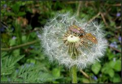 Pusteblumen-Wanzen