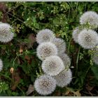 "Pusteblumen" warten auf den Wind