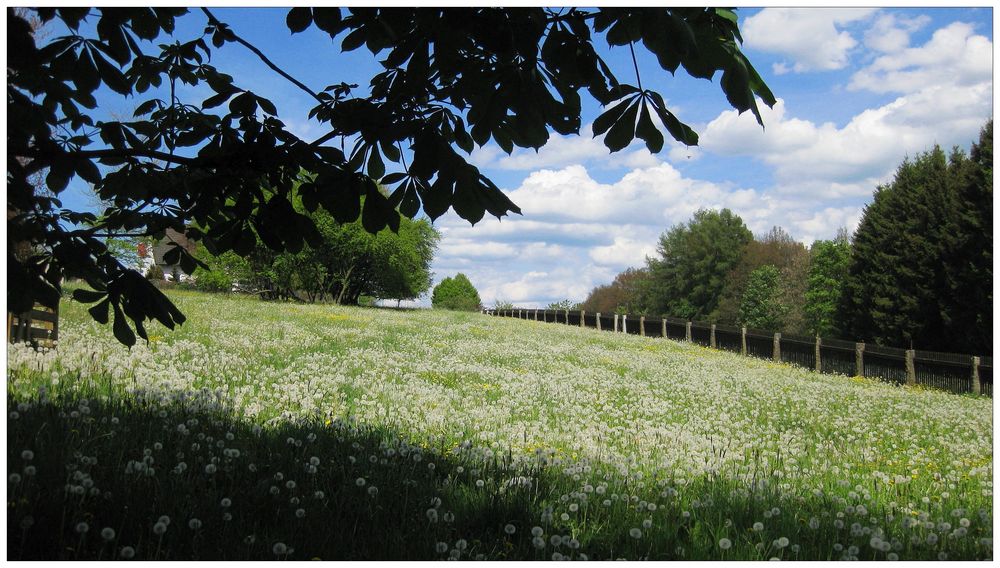 Pusteblumen-Wiese