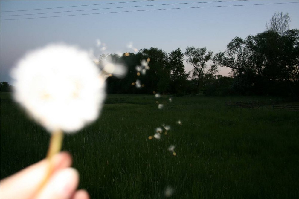 Pusteblumen- Wunsch