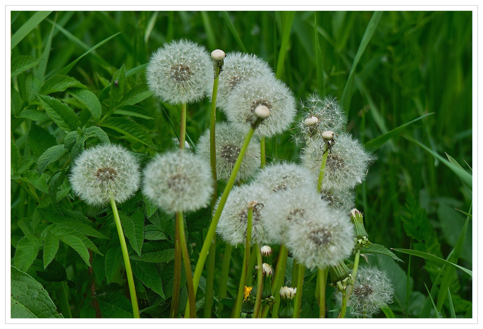 Pusteblumen zeigt ja jeder........