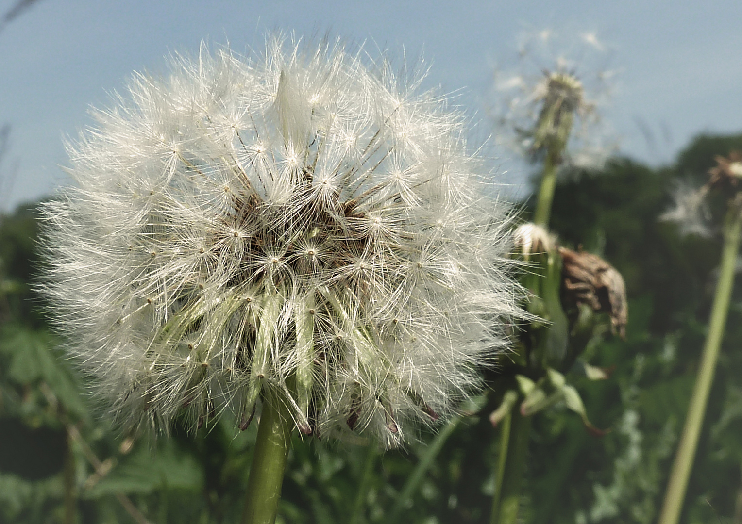 Pusteblumen Zeit