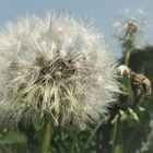 Pusteblumen Zeit