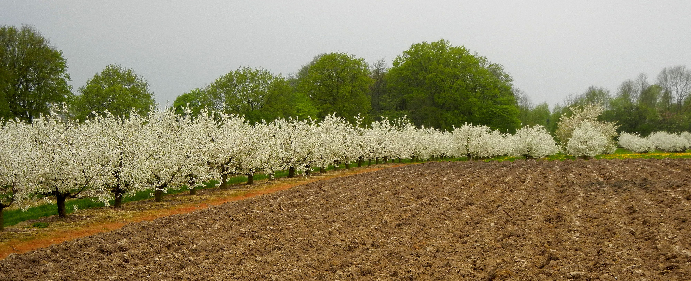 pusteBLUMEnbäume