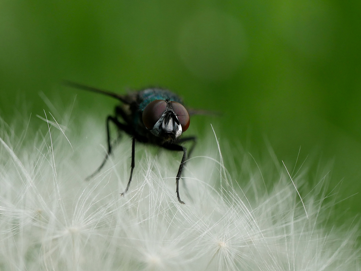 Pusteblumenbesuch