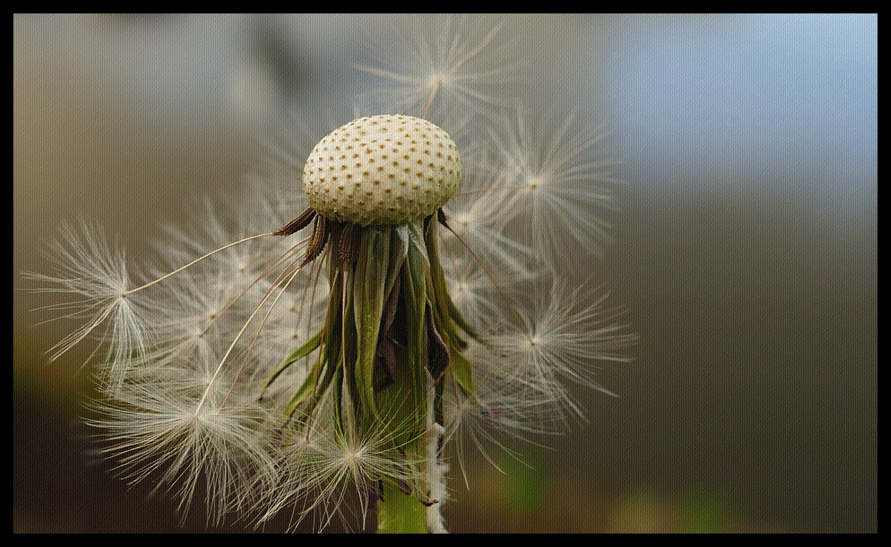 PusteblumenBild