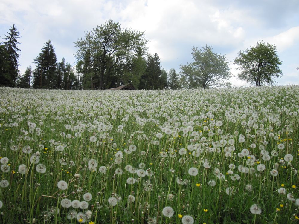 Pusteblumenfeld