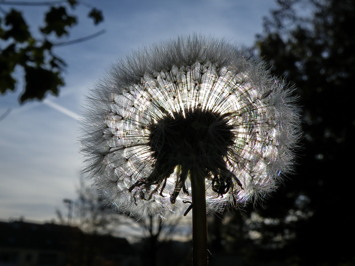 Pusteblumenkönigin