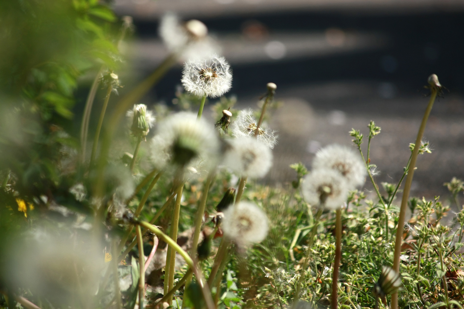 Pusteblumenland