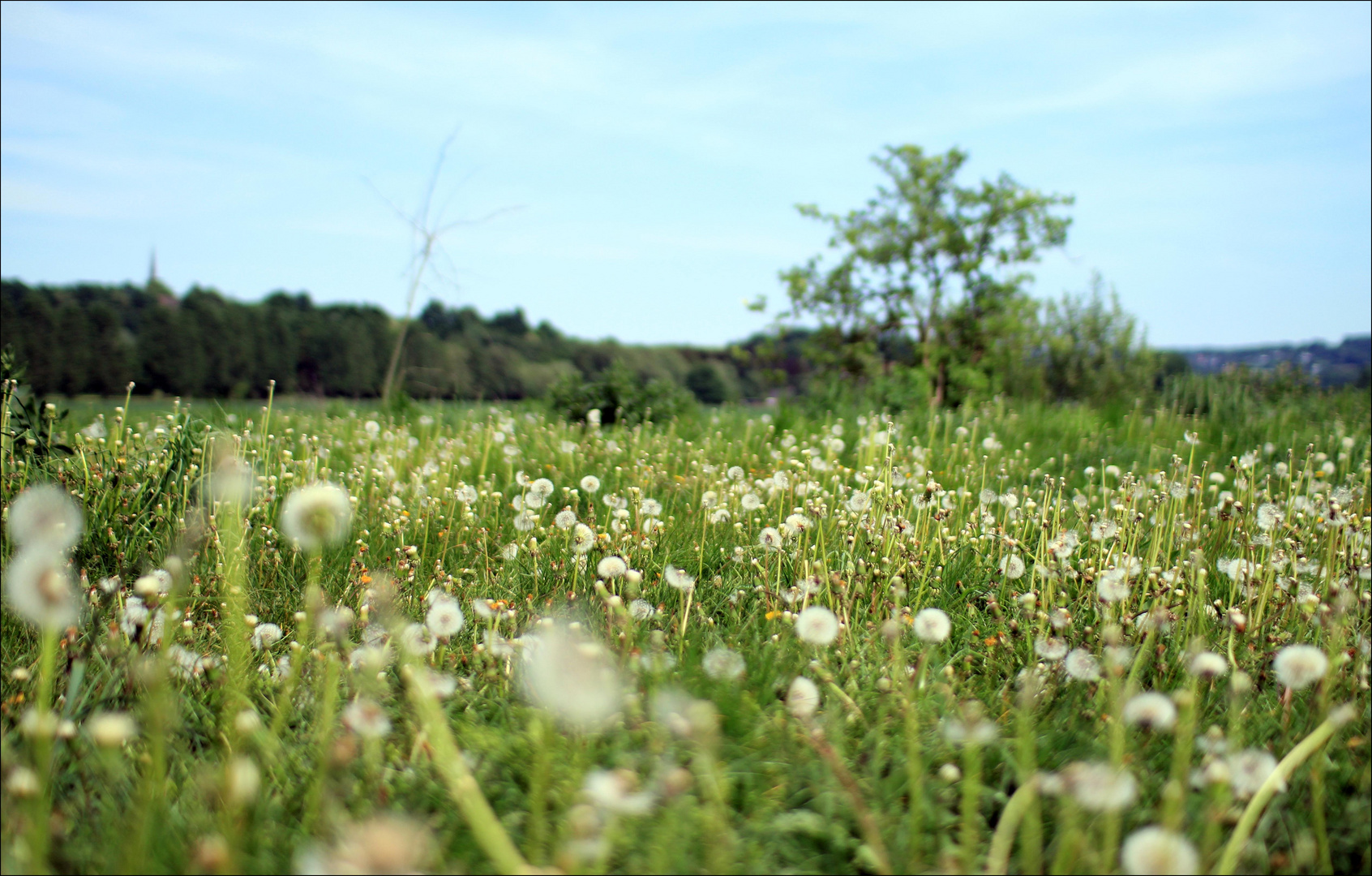 Pusteblumenlandschaft ...