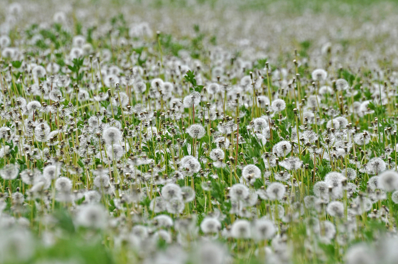 Pusteblumenmeer