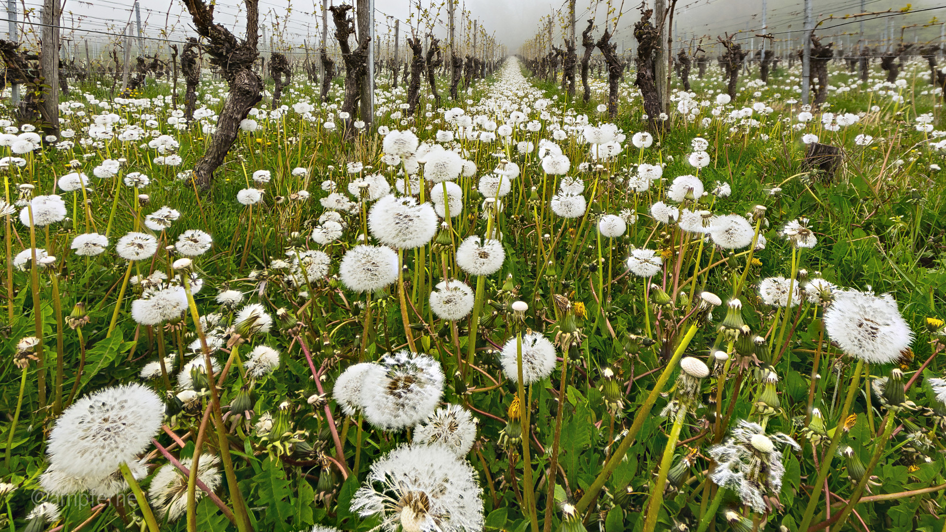 Pusteblumenmeer