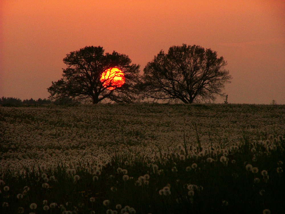 Pusteblumenmeer