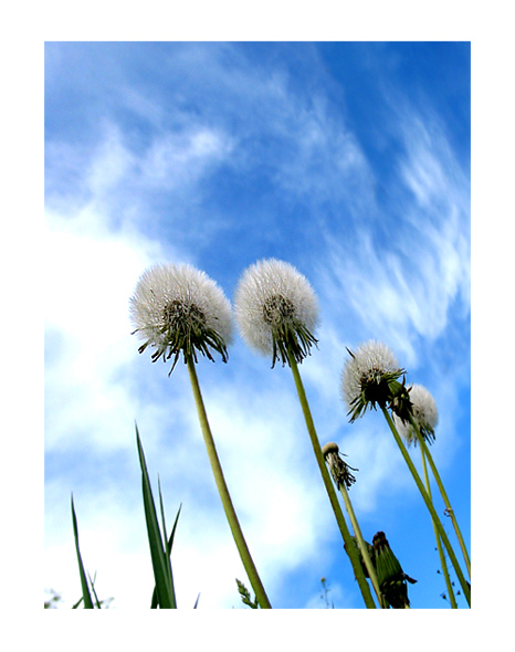 pusteblumenpalmen