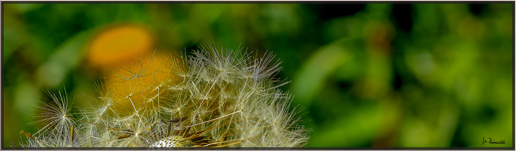 Pusteblumenpano ;o)))))