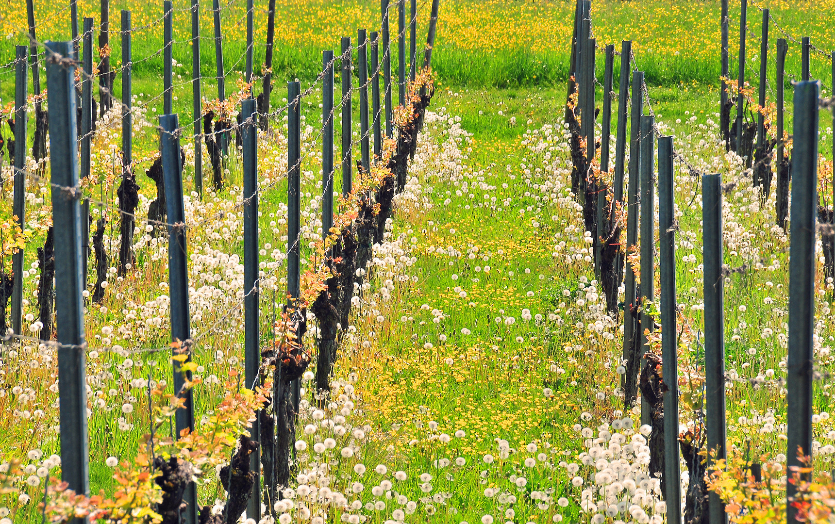 Pusteblumenplantage im Weinberg