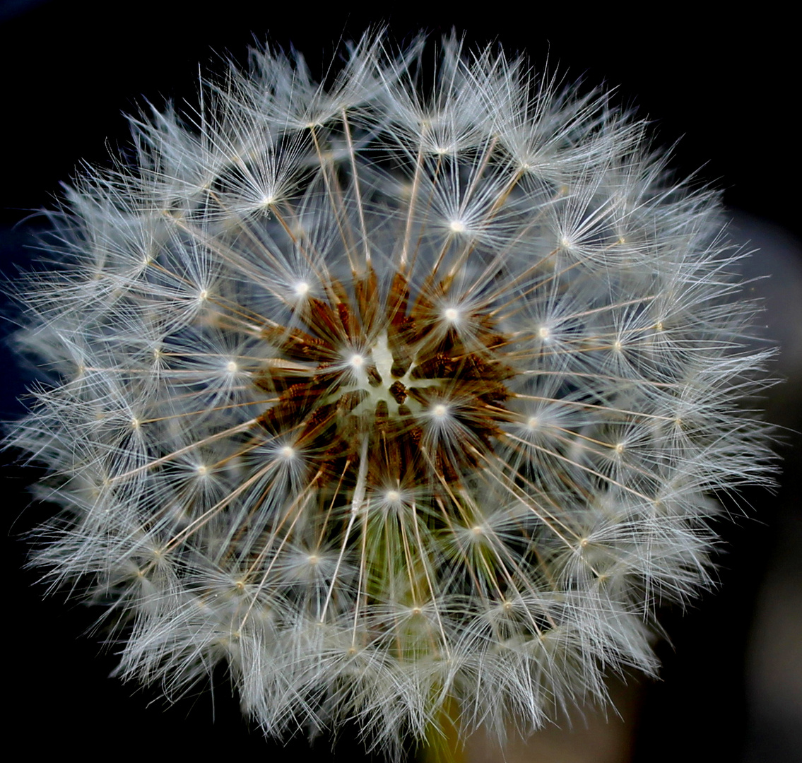 Pusteblumenregen