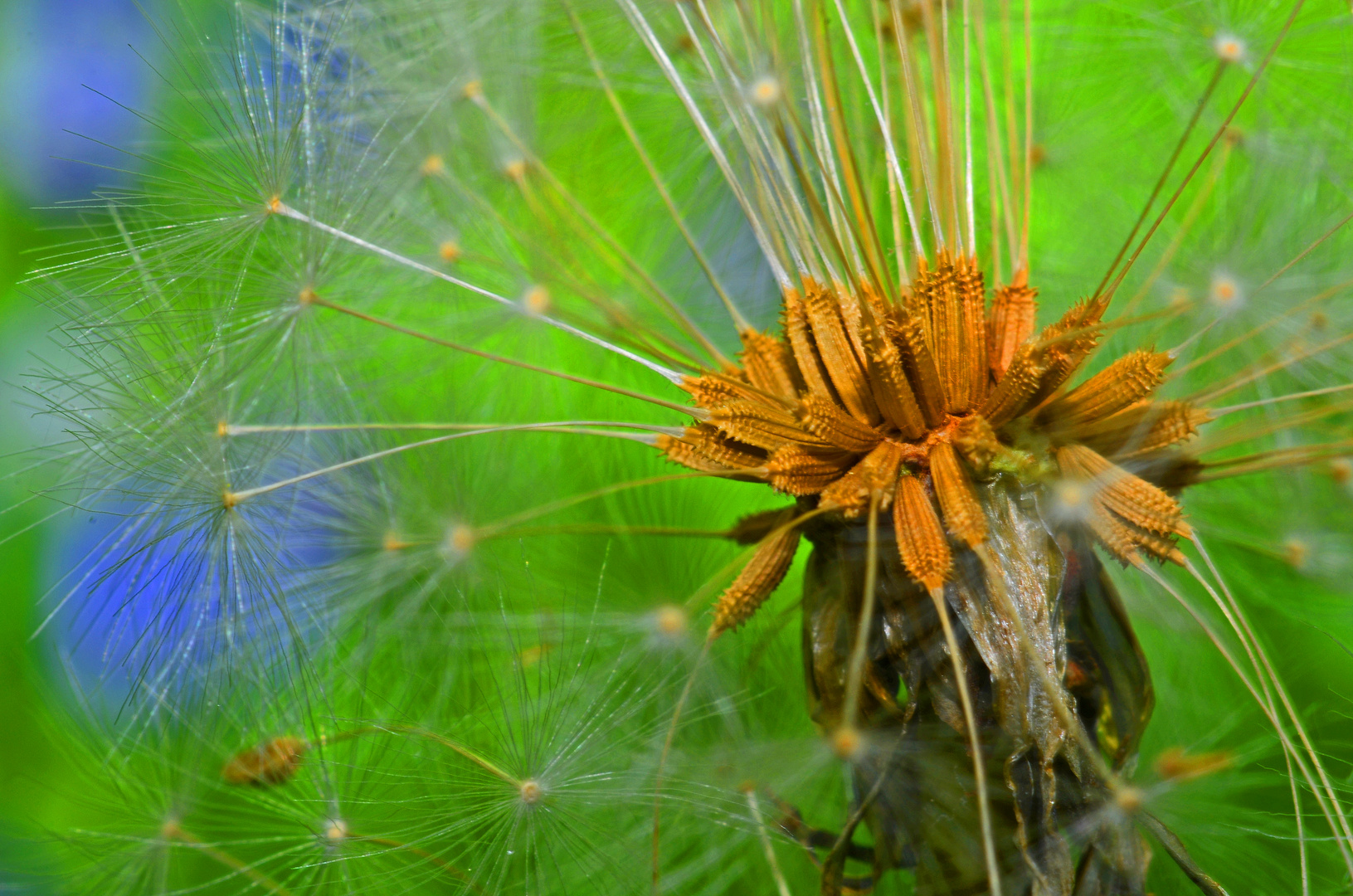 Pusteblumenrest auf Blumenwiese mit blauen Blumen