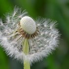 Pusteblumenroulette - wer startet als Nächster?