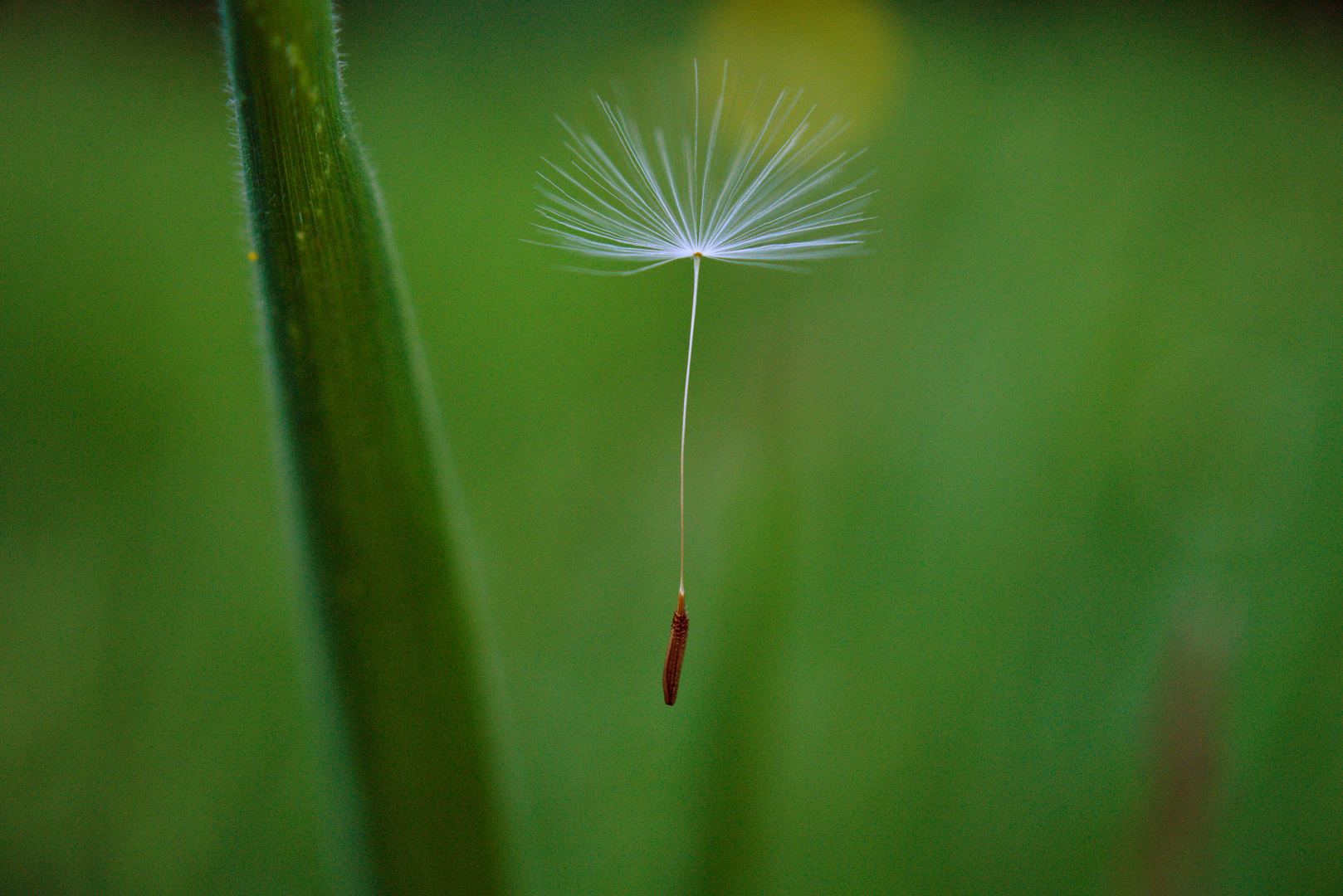 Pusteblumensamen-01