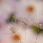 Pusteblumenschirmchen