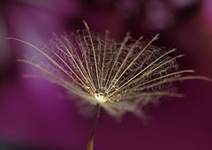 Pusteblumenschirmchen mit Wassertropfen 