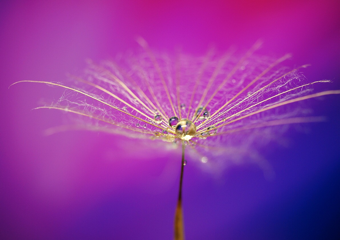 Pusteblumenschirmchen mit Wassertropfen 