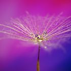 Pusteblumenschirmchen mit Wassertropfen 