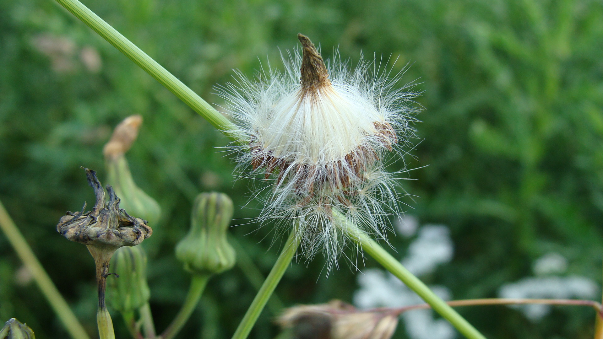 PUSTEBLUMENSCHÖNHEIT AM WEGESRAND.....