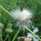 PUSTEBLUMENSCHÖNHEIT AM WEGESRAND.....