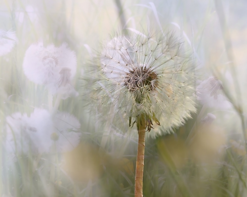 Pusteblumenträume