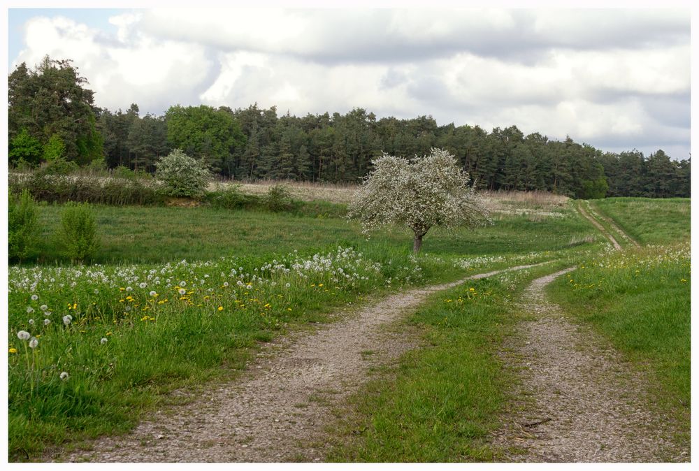 Pusteblumenweg