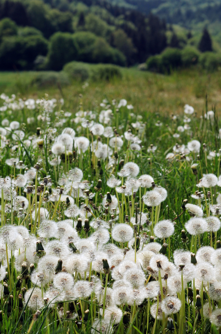 Pusteblumenwiese