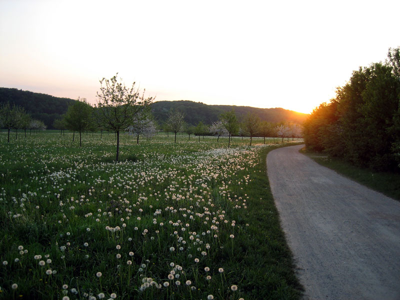 Pusteblumenwiese